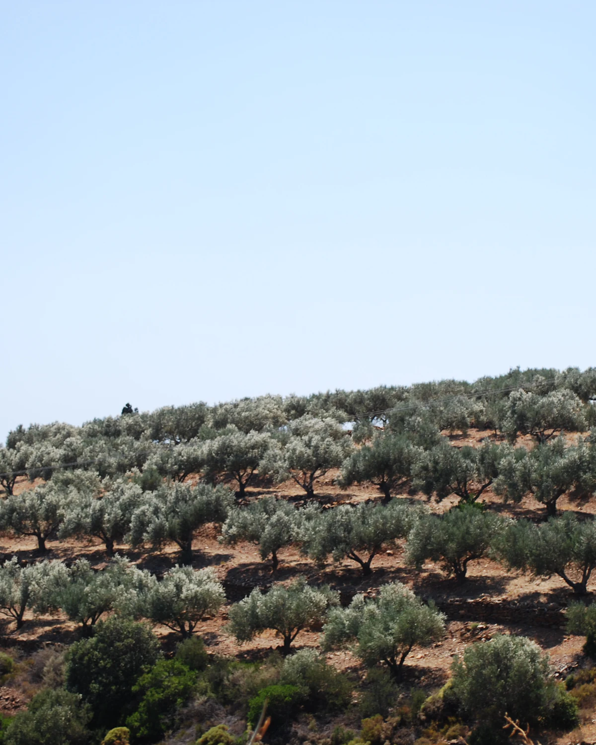 Olive grove on a hillside in southern Spain